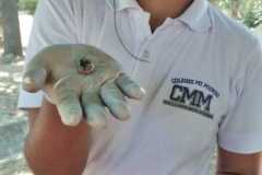 Laboratorio Vertebrados Los peces