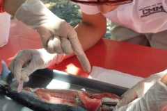 Laboratorio Vertebrados Los peces