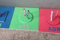 ADN
